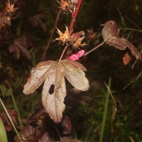Hibiscus acetosella Welw. ex Hiern